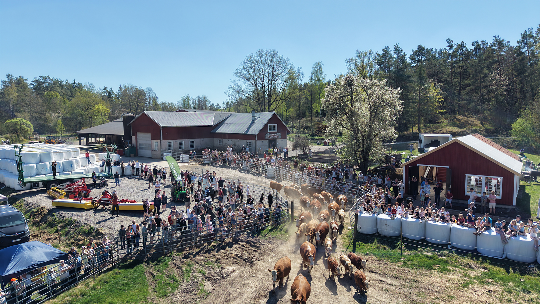 1 200 besökare vid kosläpp på Nystad gård